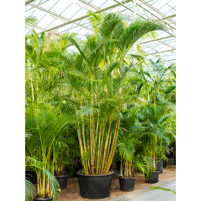 Растение горшечное Арека/Dypsis (Areca) lutescens