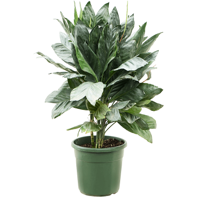 Растение горшечное Хамедорея/Chamaedorea metallica