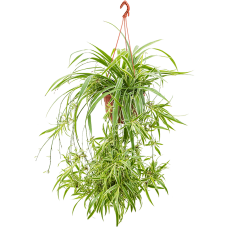 Chlorophytum comosum 'Ocean'