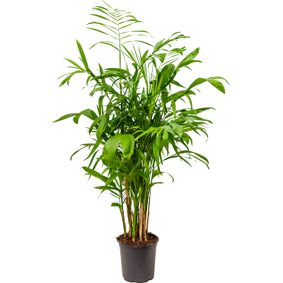 Растение горшечное Хамедорея/Chamaedorea seifrizii