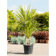Cordyline australis 'Dazzler'