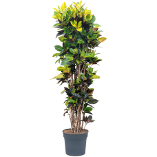 Croton (Codiaeum) variegatum 'Mrs. Iceton'