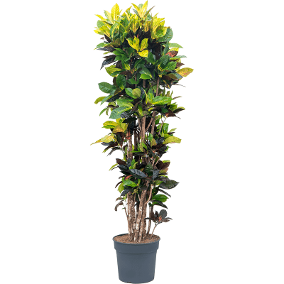 Растение горшечное Кротон/Croton (codiaeum) iceton