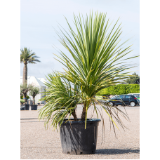 Cordyline indivisa