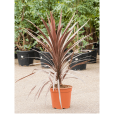 Cordyline australis 'Red Star'