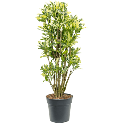 Растение горшечное Кротон/Croton (codiaeum) tamara