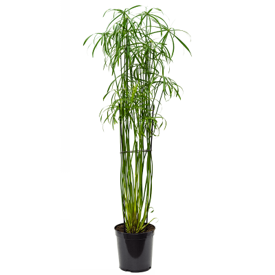 Растение горшечное Сыть/Cyperus alternifolius 'Glaber'