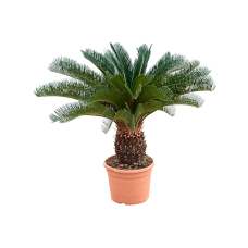 Cycas revoluta