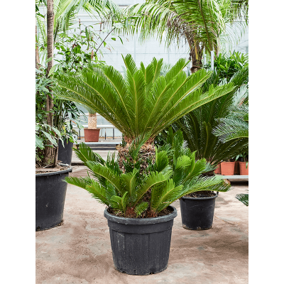 Растение горшечное Цикас/Cycas revoluta (160-190)