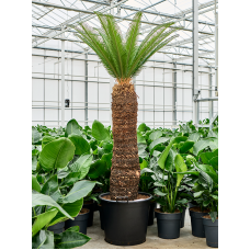 Cycas revoluta