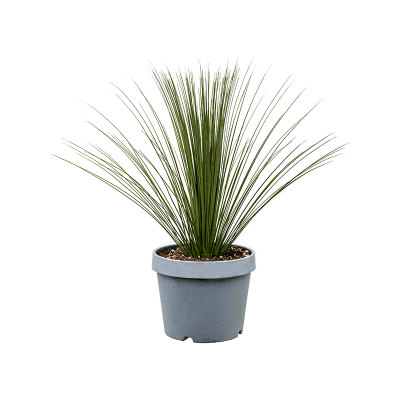 Растение горшечное Дазилирион/Dasylirion longissimum