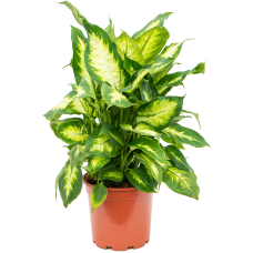 Dieffenbachia 'Camilla'