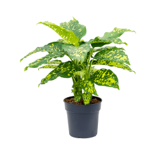 Dieffenbachia seguine 'Cheetah'