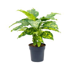 Dieffenbachia seguine 'Cheetah'