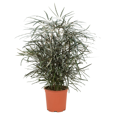 Растение горшечное Дизиготека/Dizygotheca elegantissima