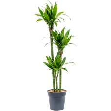 Dracaena fragrans 'Arturo'