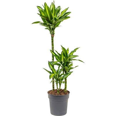 Растение горшечное Драцена/Dracaena fragrans 'Cintho'