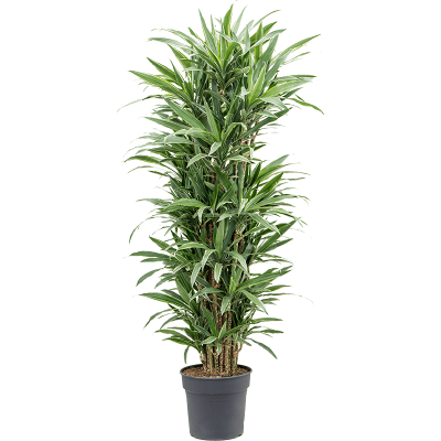 Растение горшечное Драцена/Dracaena deremensis