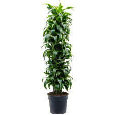 Dracaena fragrans 'Dorado'