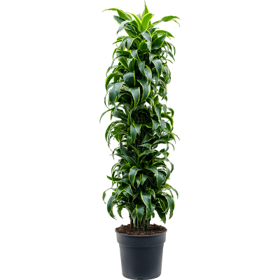 Растение горшечное Драцена/Dracaena fragrans 'Dorado'