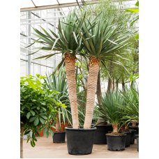 Dracaena draco