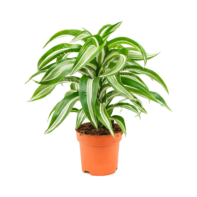 Растение горшечное Драцена/Dracaena fragrans 'Jade Jewel'