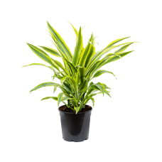 Dracaena fragrans 'Lemon Lime'