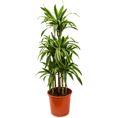 Растение горшечное Драцена/Dracaena lemon lime