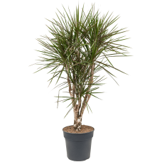 Dracaena marginata spider