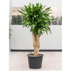 Dracaena fragrans steudneri 'Iron'