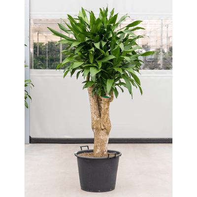 Растение горшечное Драцена/Dracaena steudneri iron