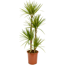 Dracaena marginata 'Sunray'
