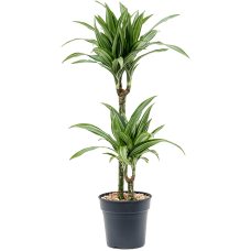 Dracaena fragrans 'Ulises'