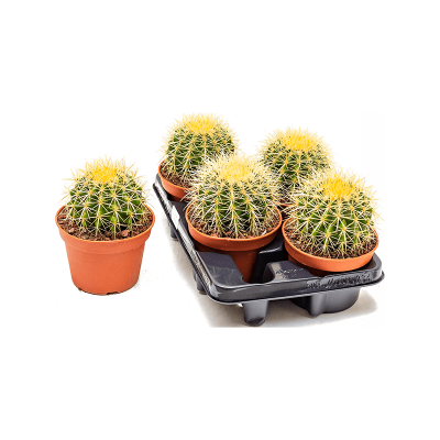 Растение горшечное Эхинокактус/Echinocactus grusonii 4/tray