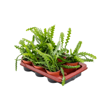 Epiphyllum anguliger 6/tray