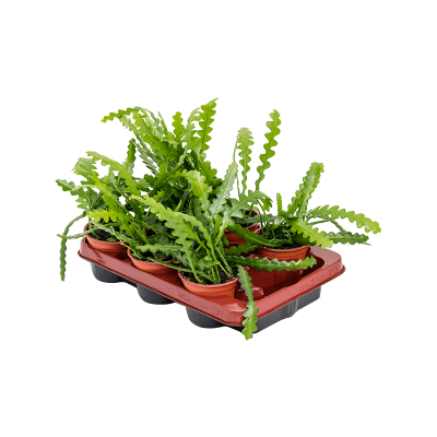 Растение горшечное Эпифиллум/Epiphyllum anguliger 6/tray
