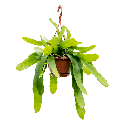 Растение горшечное Эпифиллум/Epiphyllum pumilum