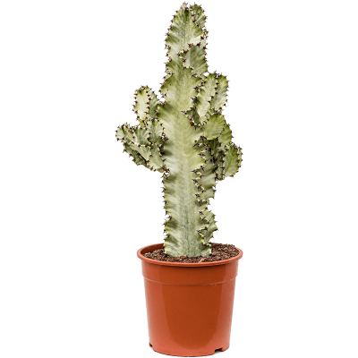 Растение горшечное Молочай/Euphorbia ingens marmorata