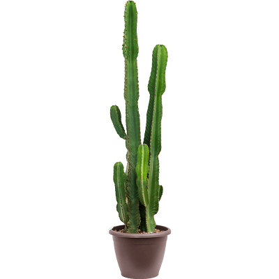 Растение горшечное Молочай/Euphorbia ingens