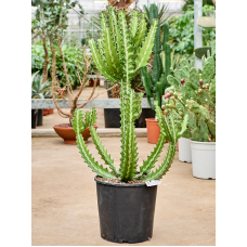 Euphorbia lactea