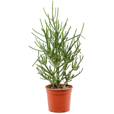 Euphorbia tirucalli