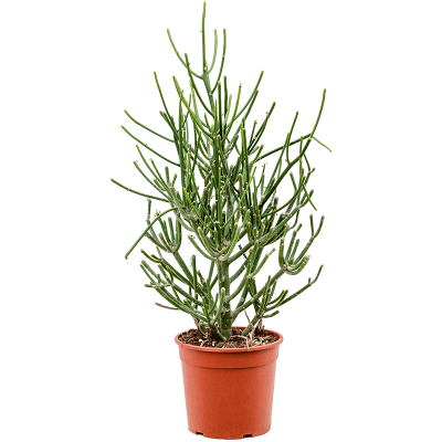 Растение горшечное Молочай/Euphorbia tirucalli