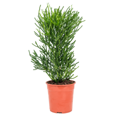 Euphorbia tirucalli