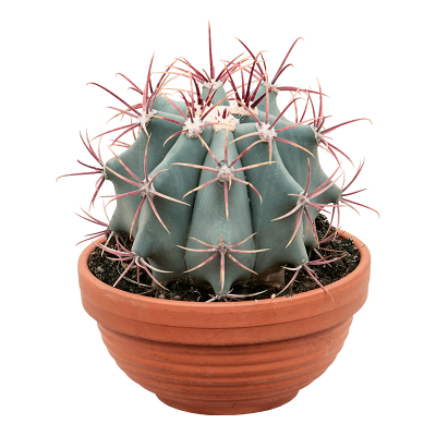 Растение горшечное Ферокактус/Ferocactus stainesii