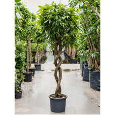 Ficus amstel king