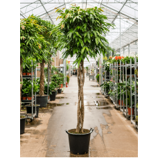 Ficus binnendijkii 'Amstel King'