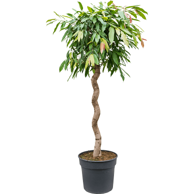 Растение горшечное Фикус/Ficus binnendijkii 'Amstel King'