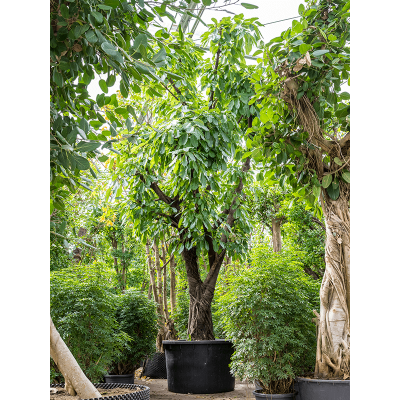 Растение горшечное Фикус/Ficus altissima