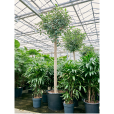 Ficus rubiginosa 'Australis'