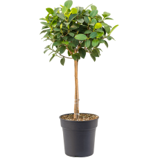 Ficus rubiginosa 'Australis'